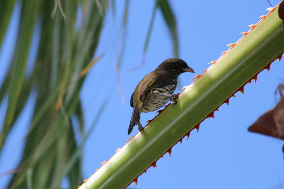 dulus dominicus sits on a palm leaf in the Dominican Republic