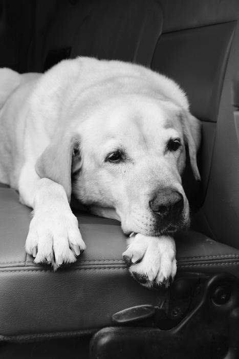 Labrador Retriever Dog rests on seat in car