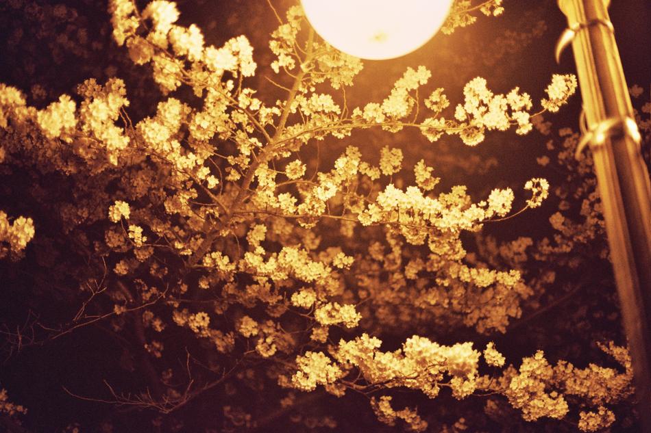 Cherry Blossom Night View Kyonggi