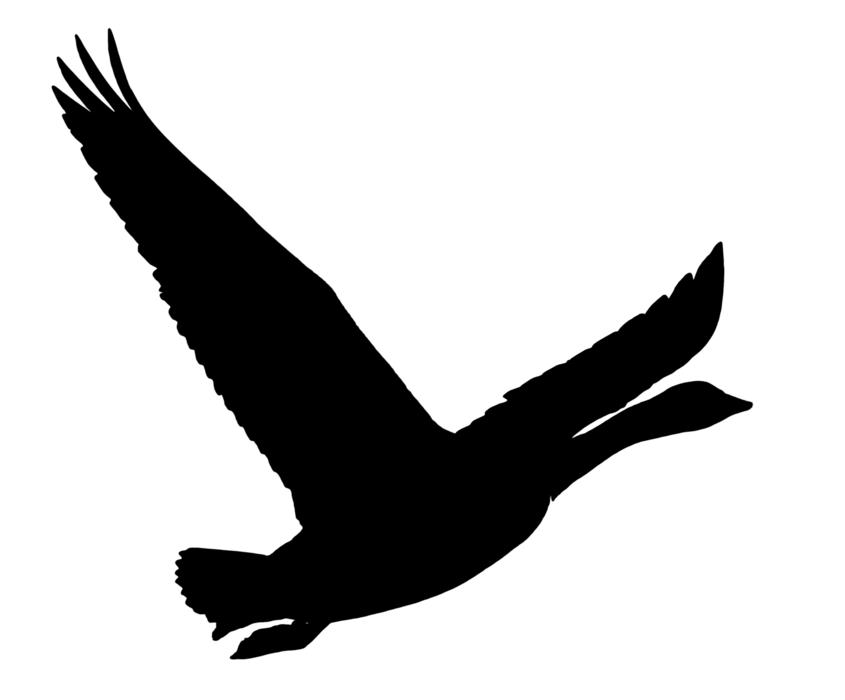 goose wild drawing