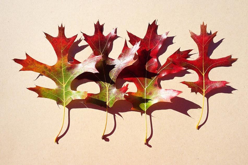 colored leaves on the table