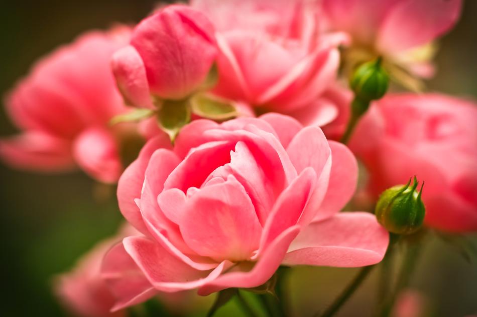 Rose Flower Pink