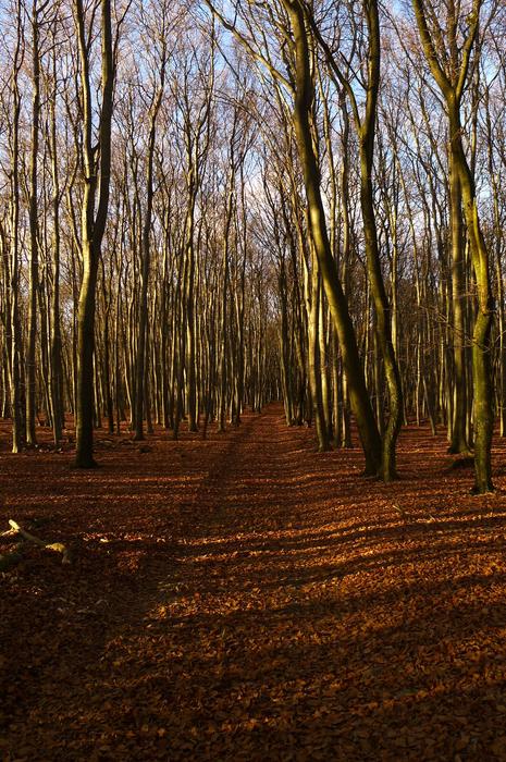 Autumn Forest Nature