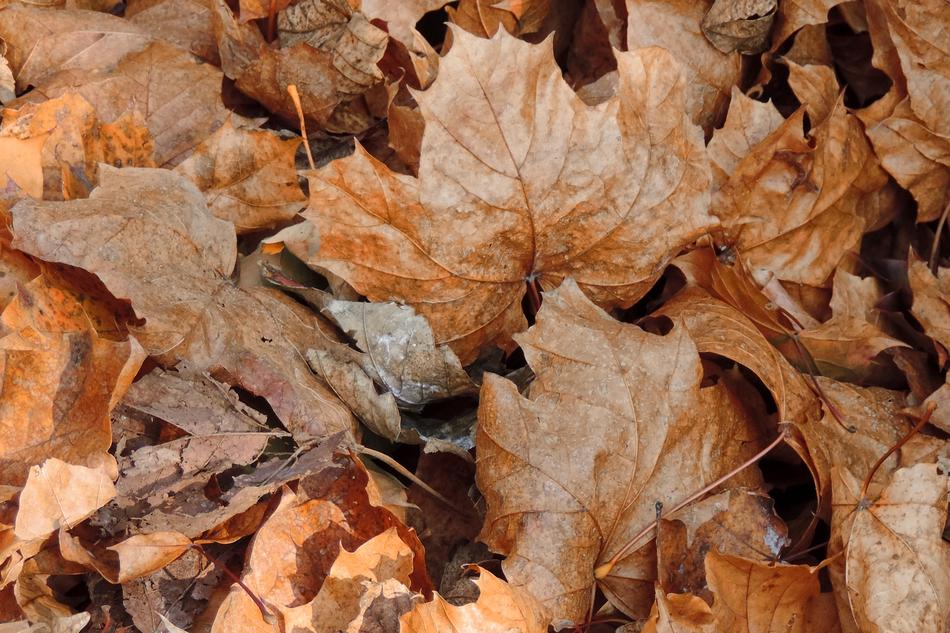 orange dry leaves
