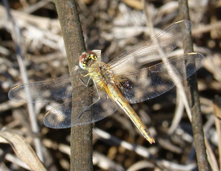 dragonfly on dry grass