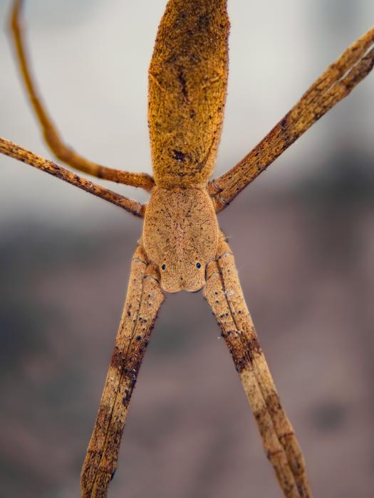 Spider Stick Eyes