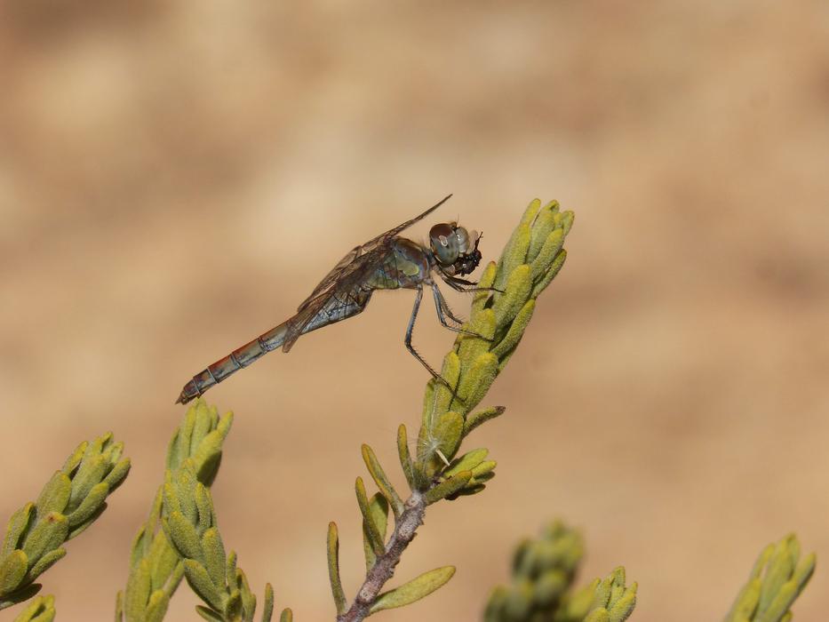 Dragonfly Sympetrum Striolatum