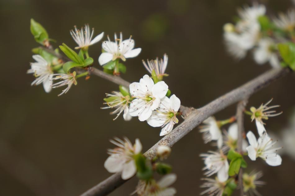 Flower White Spring