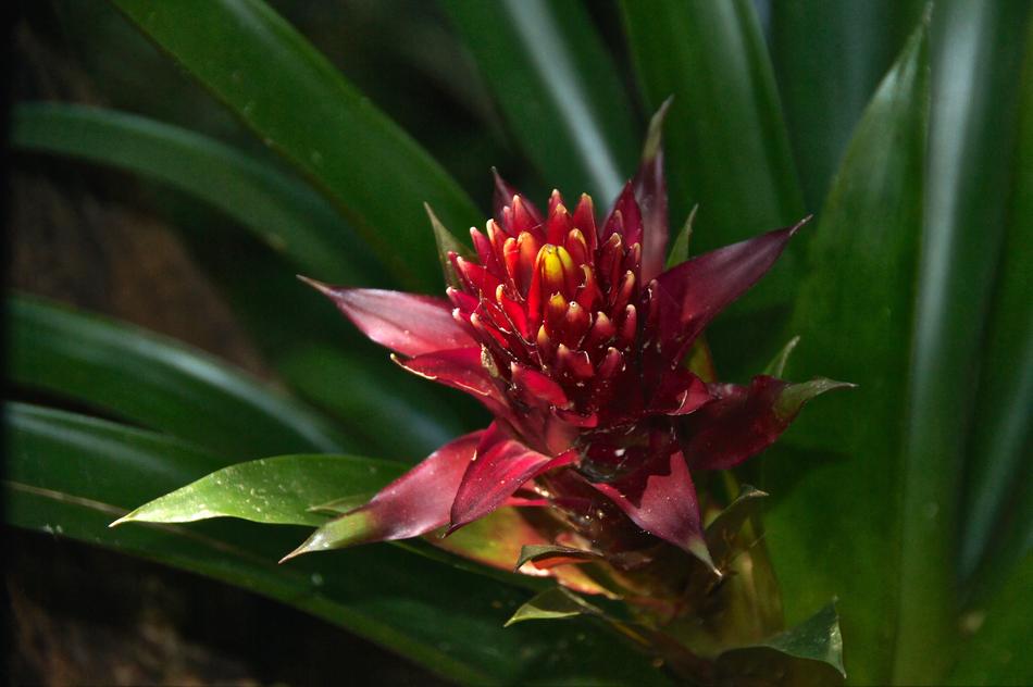 Flower Red Blossom
