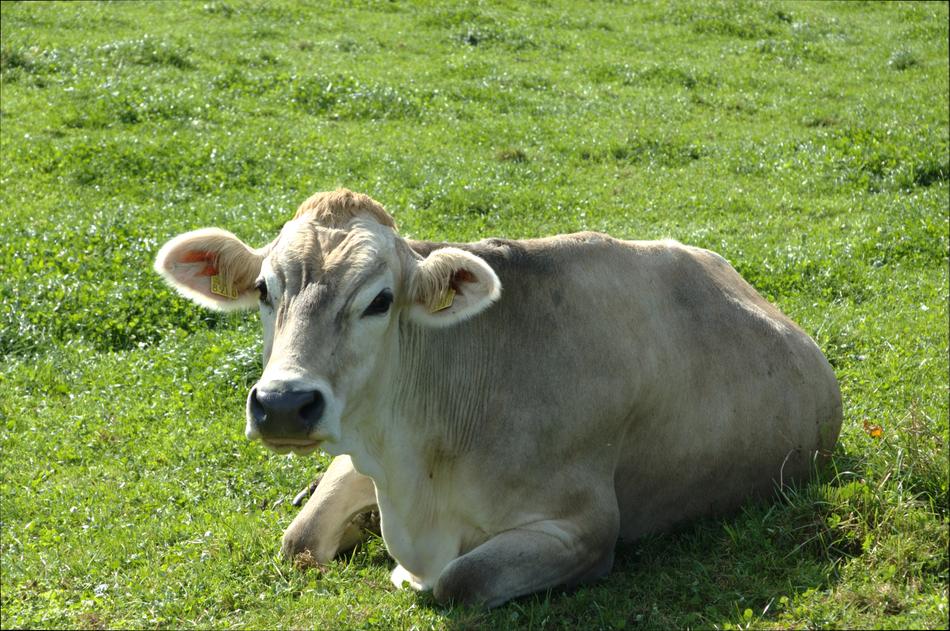a big cow in a green meadow