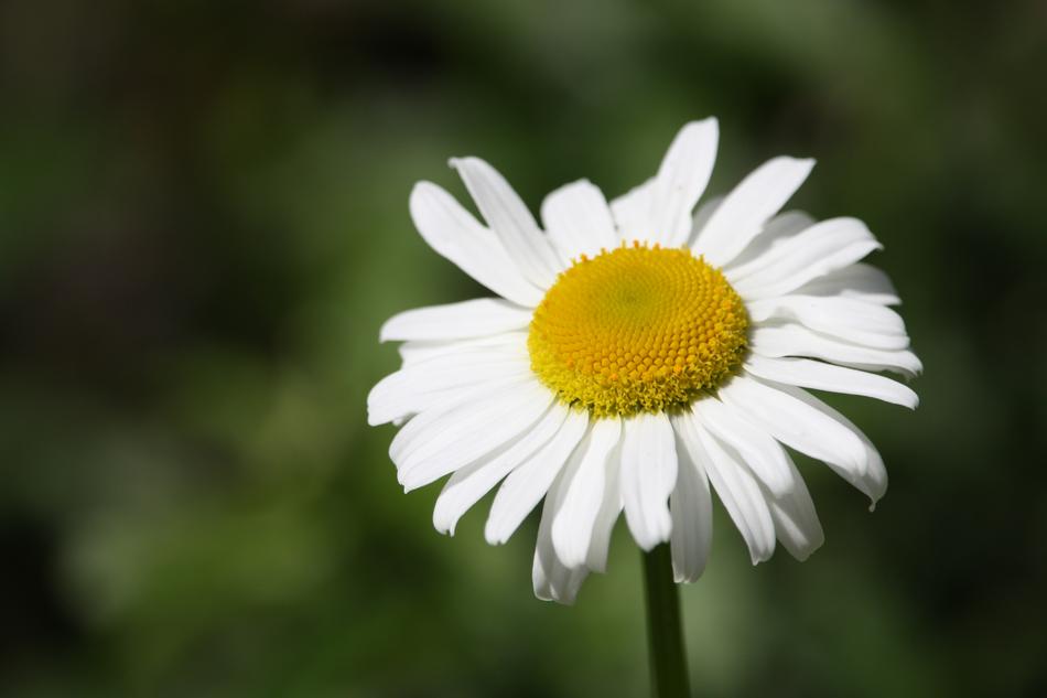 Margaret Flower Nature