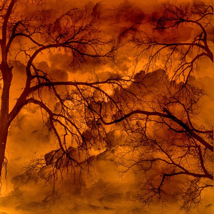 tree storm silhouettes vegetation