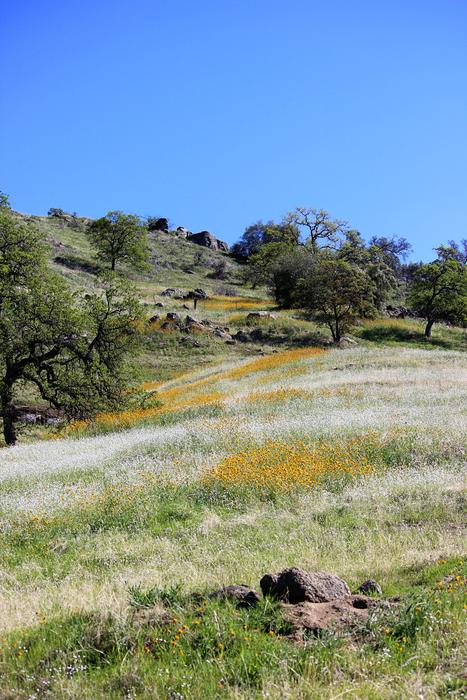 Wildflowers and Oak tree on meadow