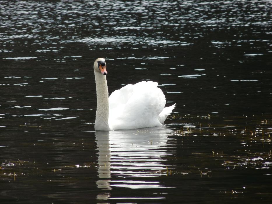 wonderful Swan Animal Bird