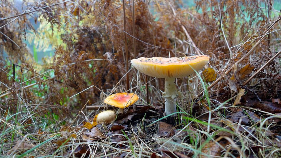 Autumn Nature Forest