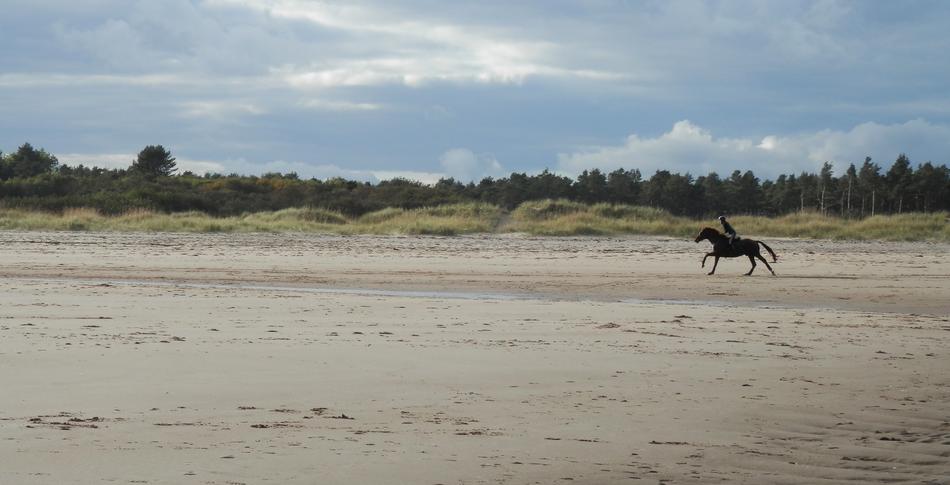 Beach Sand Horse
