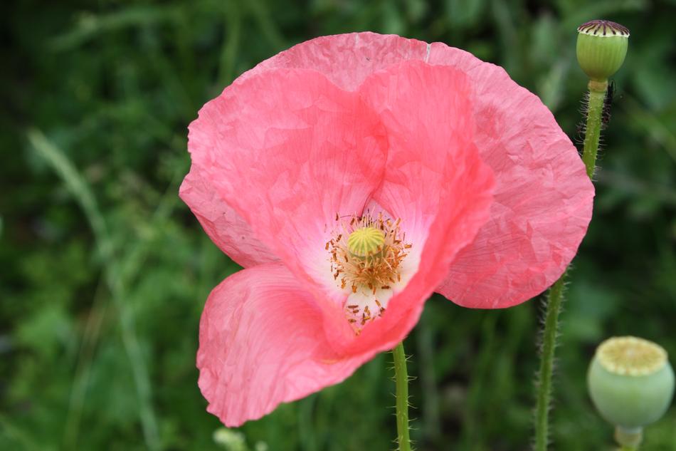 The open poppy bud is beautiful
