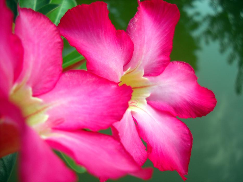 petunias pink blooming