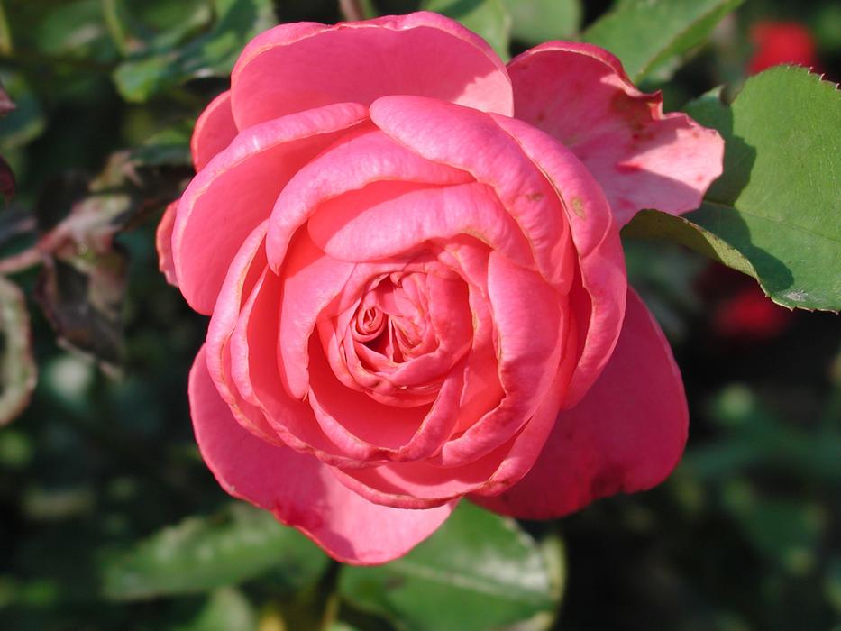 Rose Flower Blossom