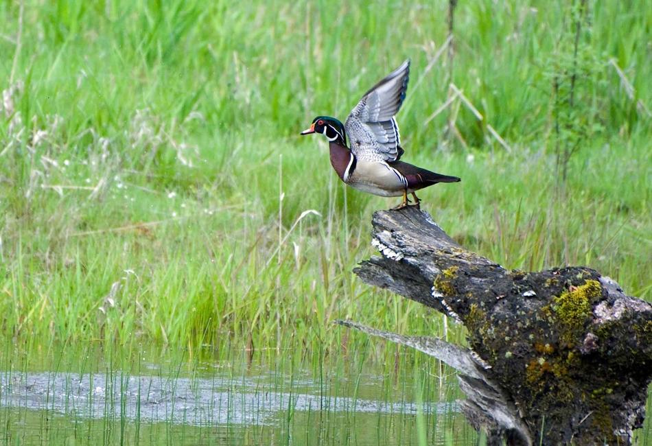 Wood Duck above the water