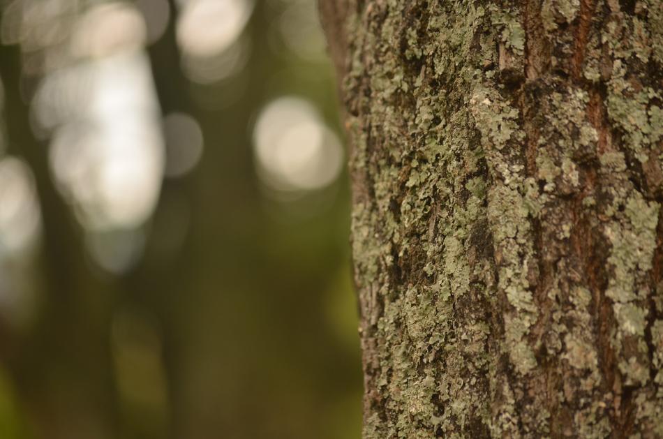 tree trunk, blurred background