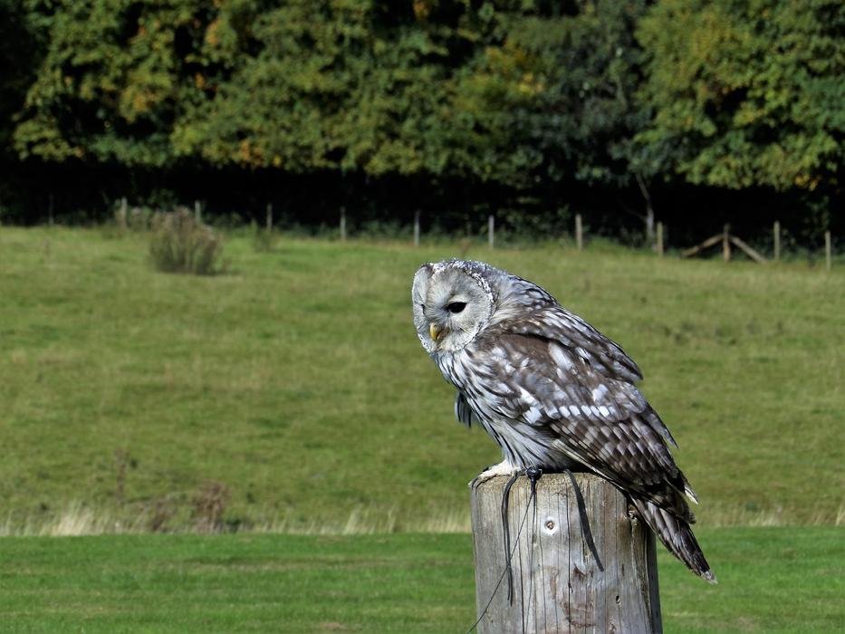 sitting sleeping owl on a log