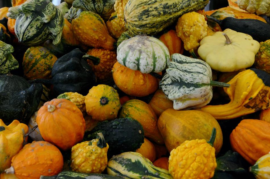 ripe colored f