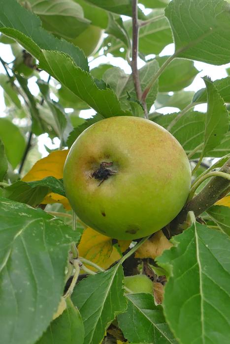 Apple Tree Fruit