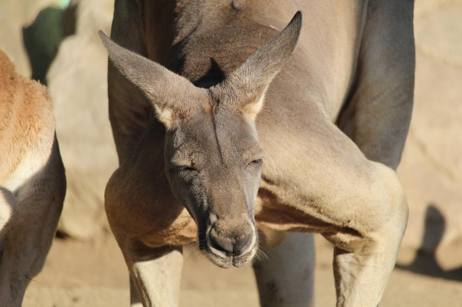 Kangaroo Australia Marsupial