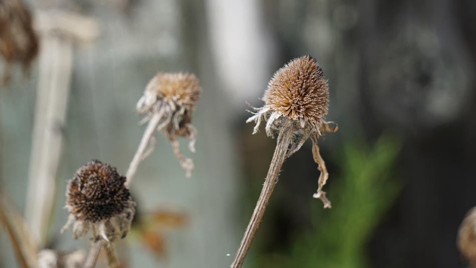 Fall Flowers Nature