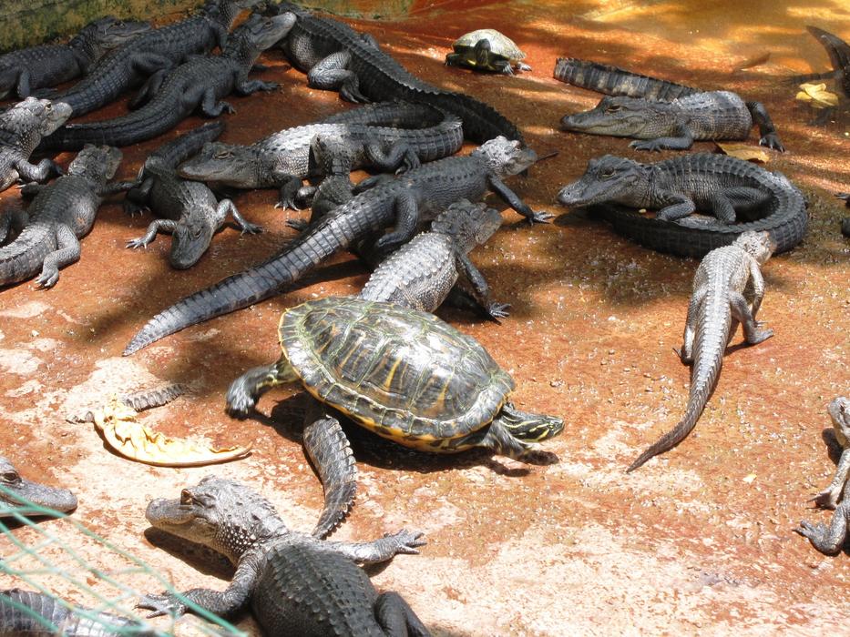 group of young Crocodiles and turtle on ground