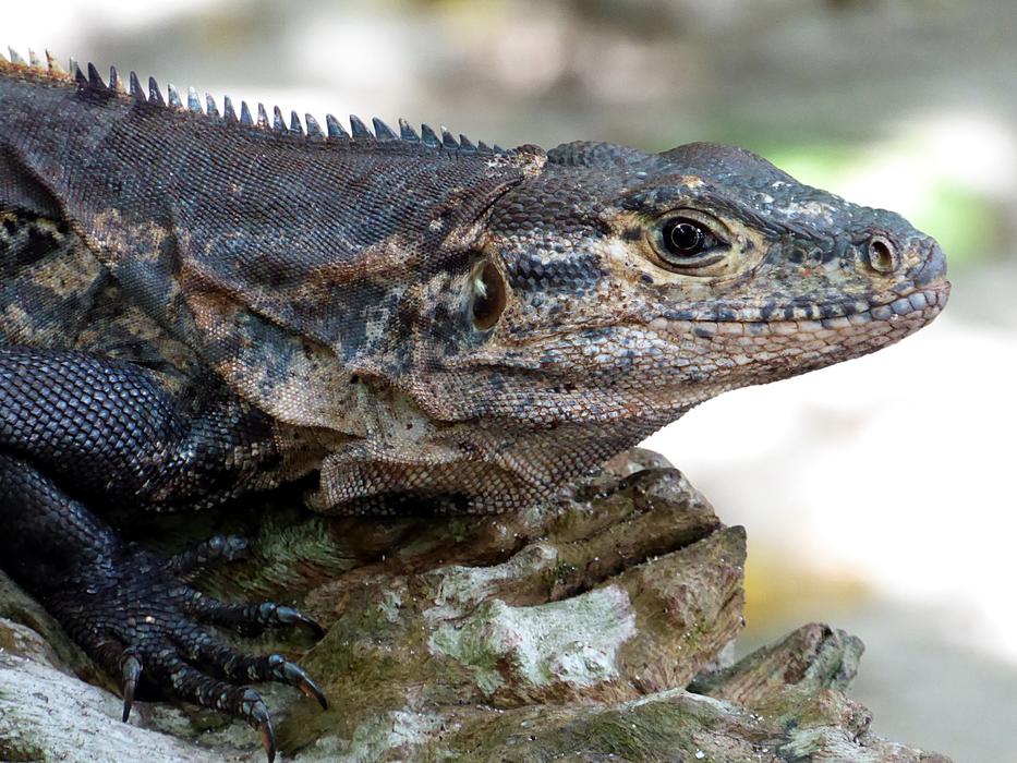 Iguana Reptile Yellow