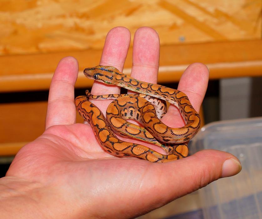 Snake Rainbow Boa Exotic