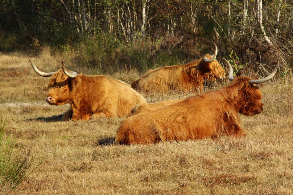 brown highland cows in the nature of scotland