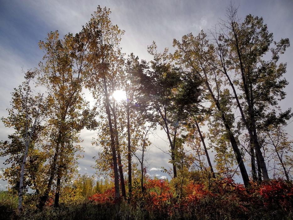 a beautiful sunlit forest