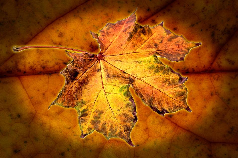 Autumn Leaf Leaves In The