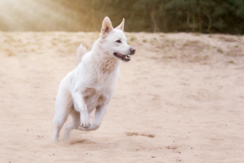 white Dog runs outdoor