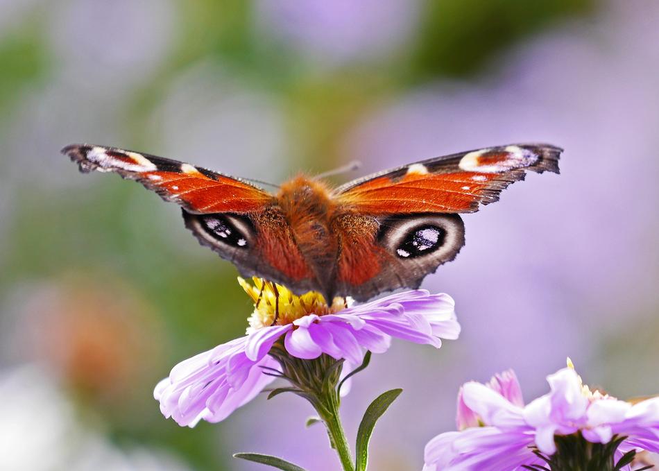 Beautiful colorful butterfly on the colorful aster flower at blurred background