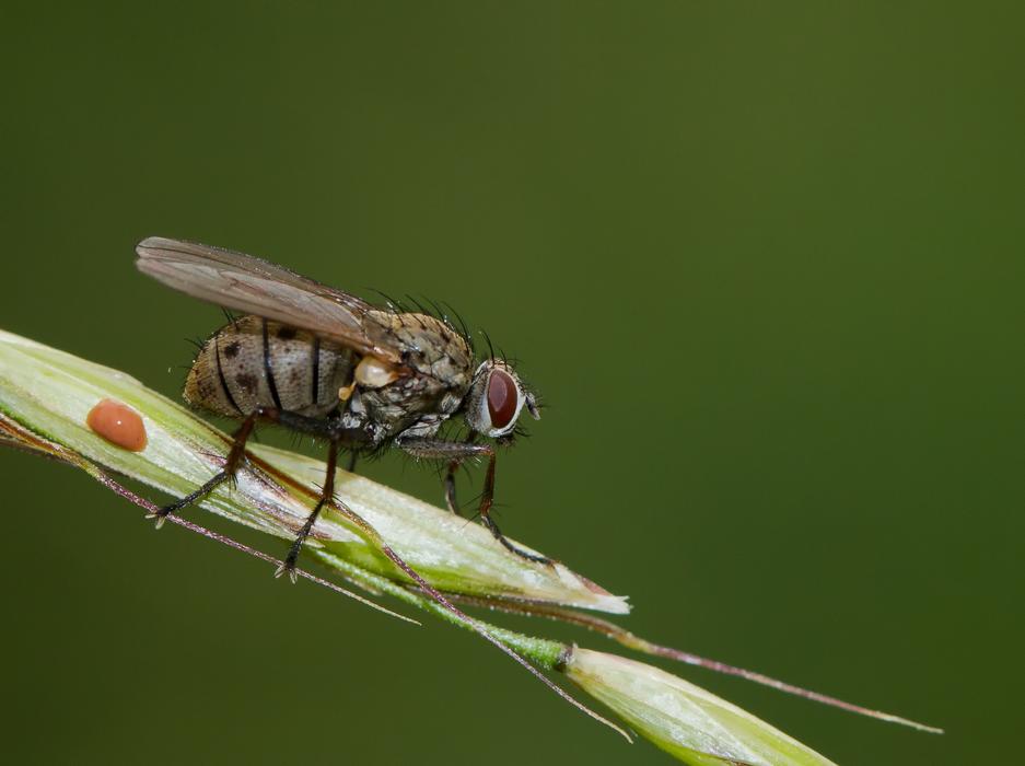 Fly Nature Animal