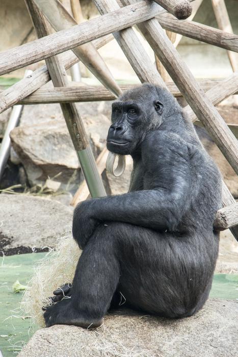 gorilla on the background of a wooden structure in the zoo