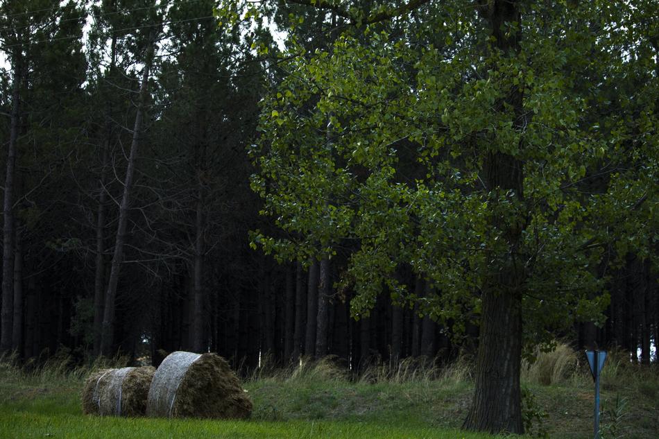 Landscape Field Wild