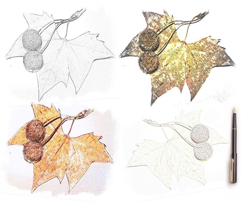 leaves autumn alpiar%C3%A7a portugal