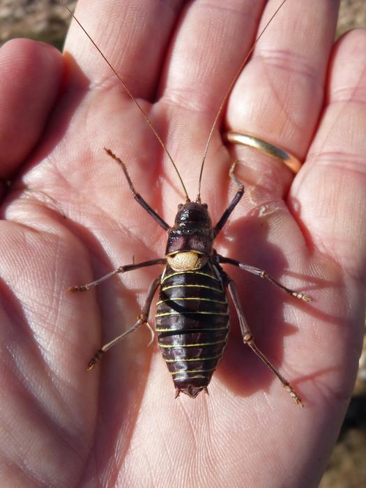 Somereta Delmontsant Insect on hand
