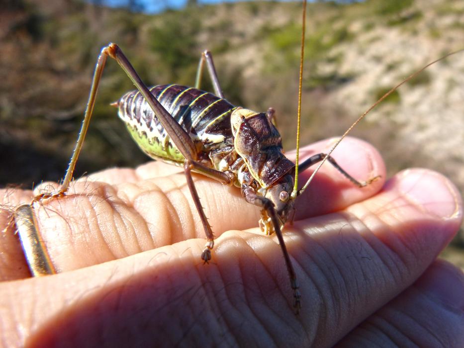 Somereta Montsant Insect on a hand on a blurred background
