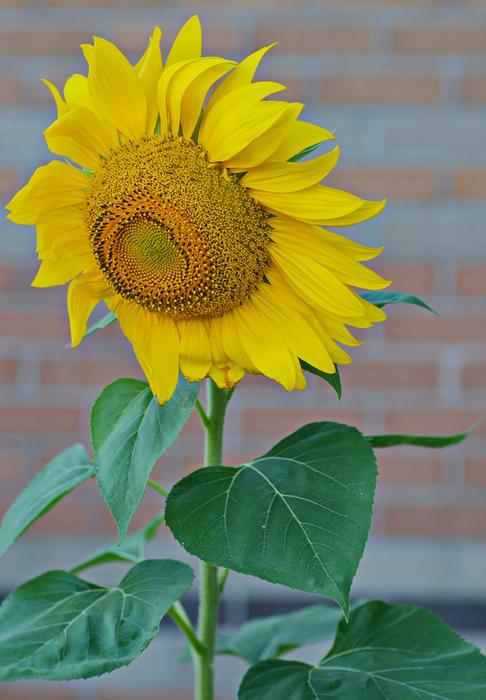 Sunflower Summer Yellow