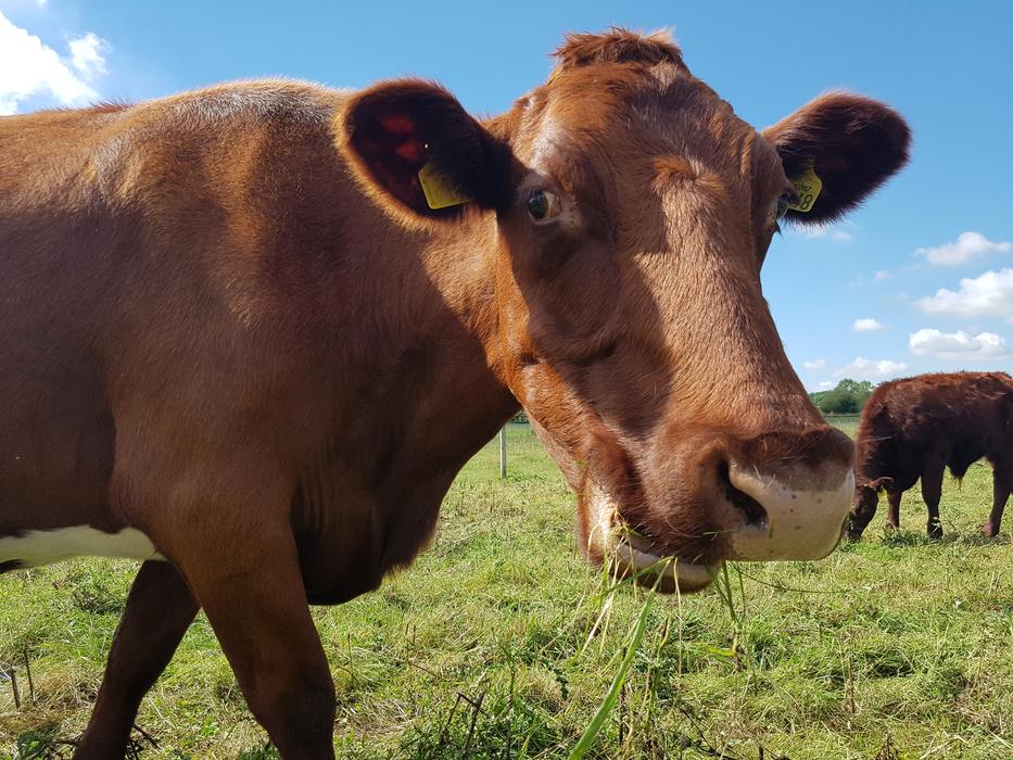 cute brown cow in a meadow