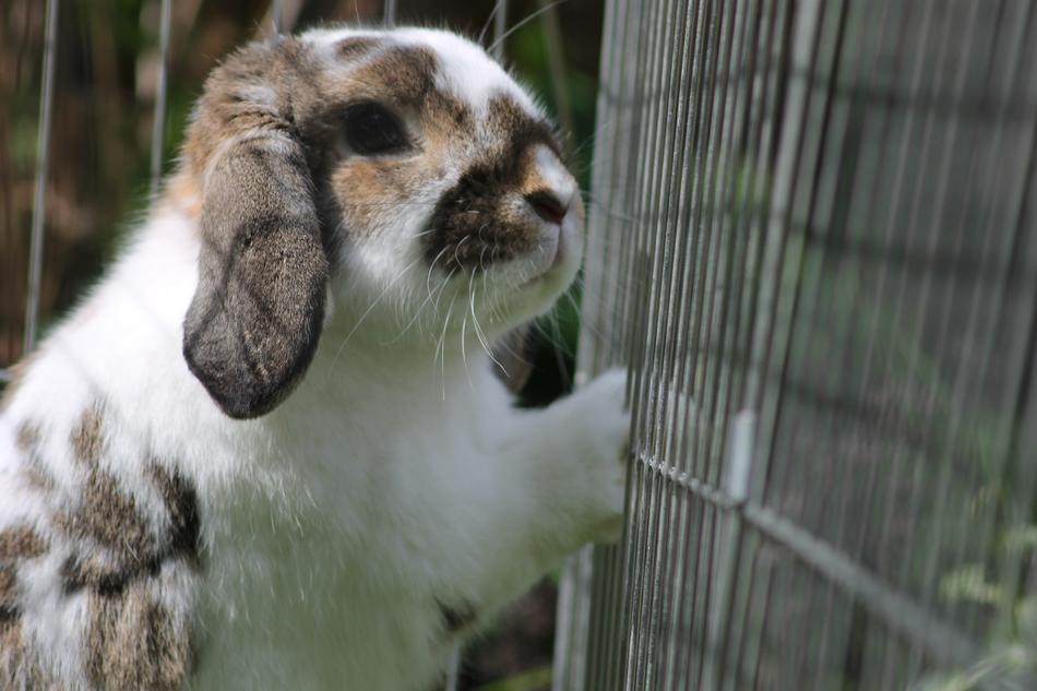 cute bunny in a cage