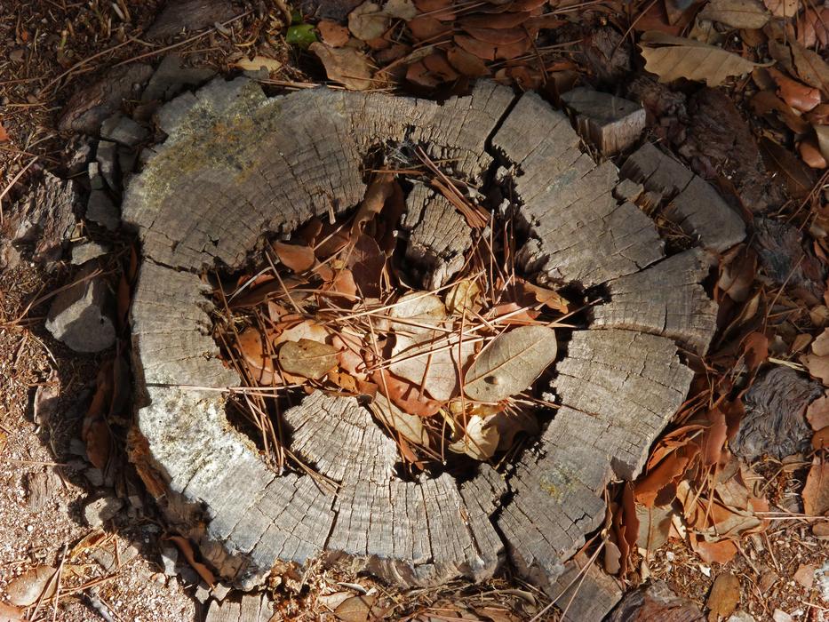 Trunk Tree Felling Talar