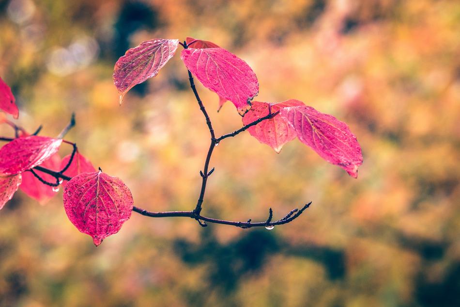 Autumn Leaves Fall