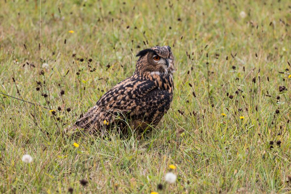 Eagle in the grass in the meadow close-up